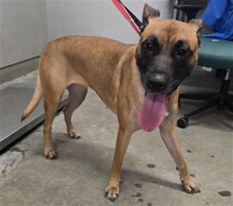 MOLLY, a dog for adoption from Ventura County Animal Regulation