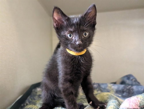 A887877, a cat for adoption from Ventura County Animal Regulation