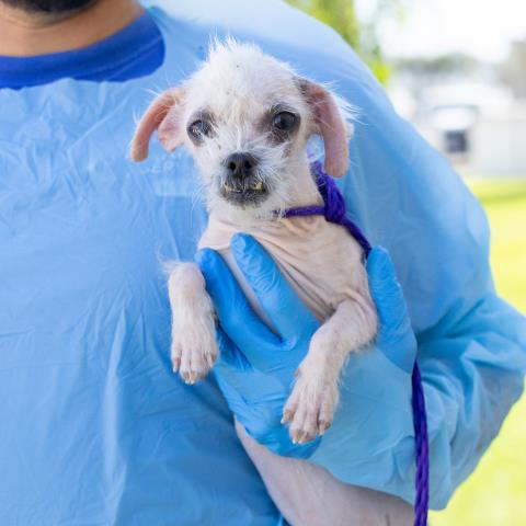 Bowie, Poodle (Miniature) (medium coat)