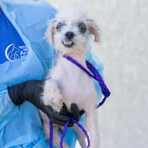 Banjo, Poodle (Miniature) (medium coat)