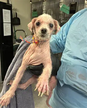 Bingo - Poodle (Miniature)