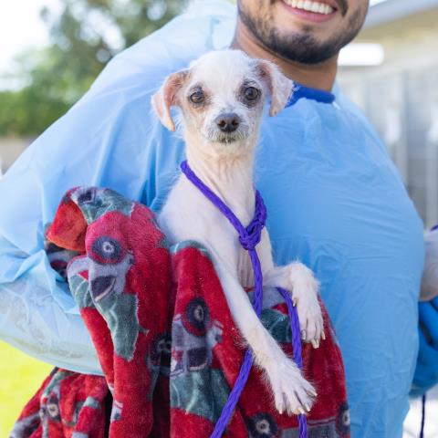 Bingo, Poodle (Miniature) (medium coat)