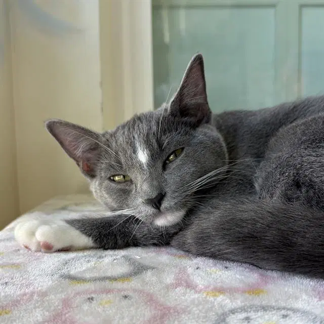 Millie - Domestic Short Hair