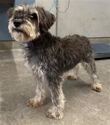 Roger - Miniature Schnauzer