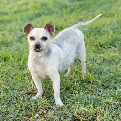 Dino - Chihuahua