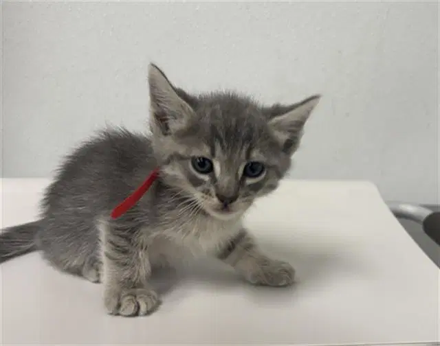 Jack Jack - Domestic Short Hair