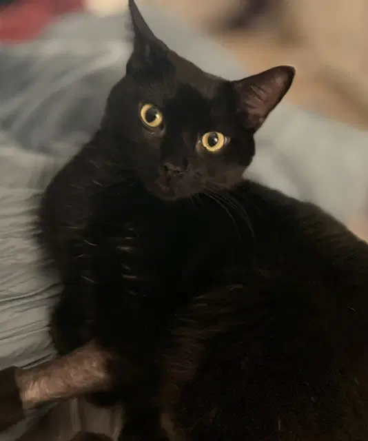 Bear - Domestic Short Hair
