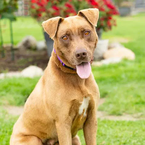 Hanna - Labrador Retriever
