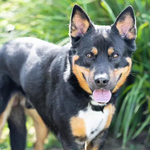 Gator - German Shepherd Dog