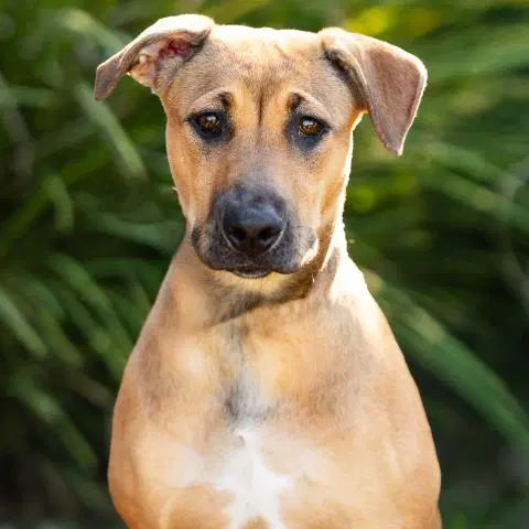 Molly image 1