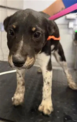 Unknown - Australian Cattle Dog/Blue Heeler