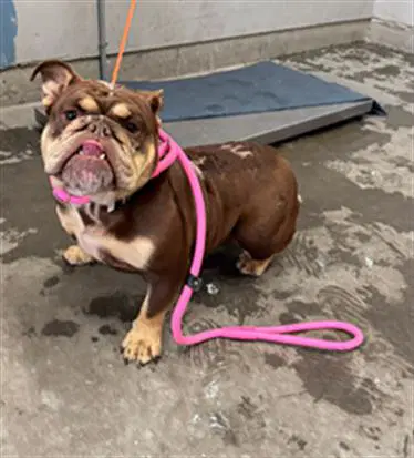 Tater Tot - English Bulldog