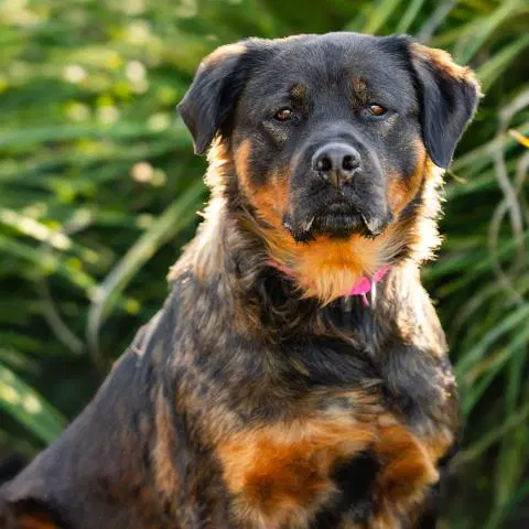 Keba - Rottweiler