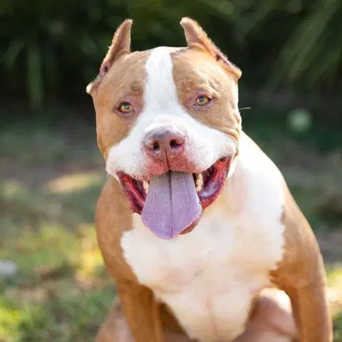Maui - Pit Bull Terrier