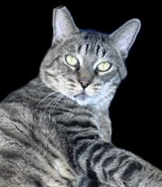 Solomon - Domestic Short Hair