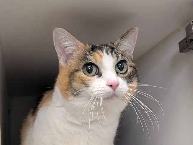 Cleco - Domestic Short Hair