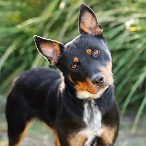 Unknown - Australian Cattle Dog/Blue Heeler