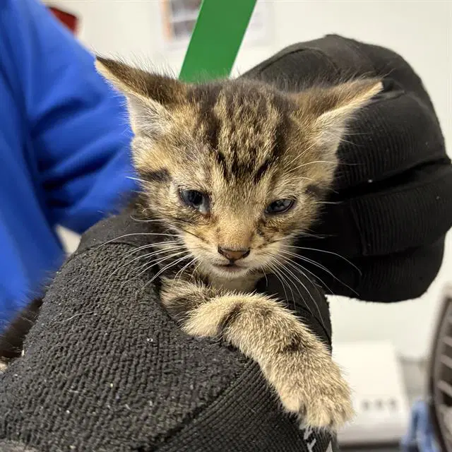 Unknown - Domestic Short Hair