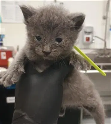 Mortimer - Domestic Short Hair