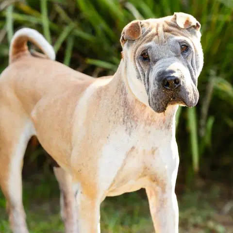 Unknown - Chinese Shar-Pei