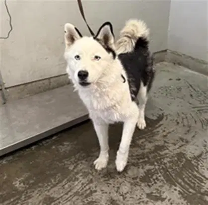 Sapphire - Siberian Husky