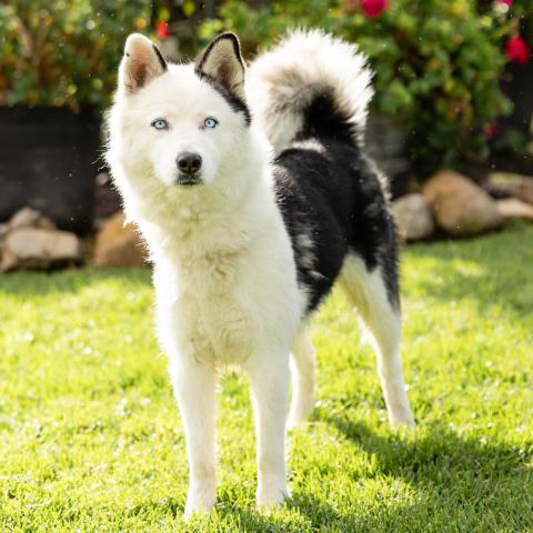 Sapphire, Siberian Husky (medium coat)