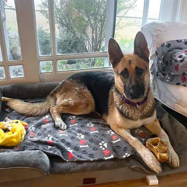 Chippy - German Shepherd Dog