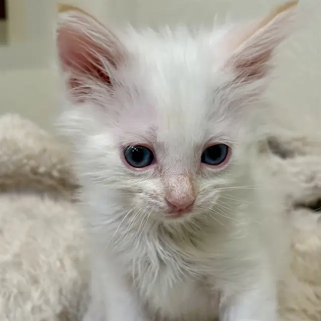 Mistral - Domestic Short Hair