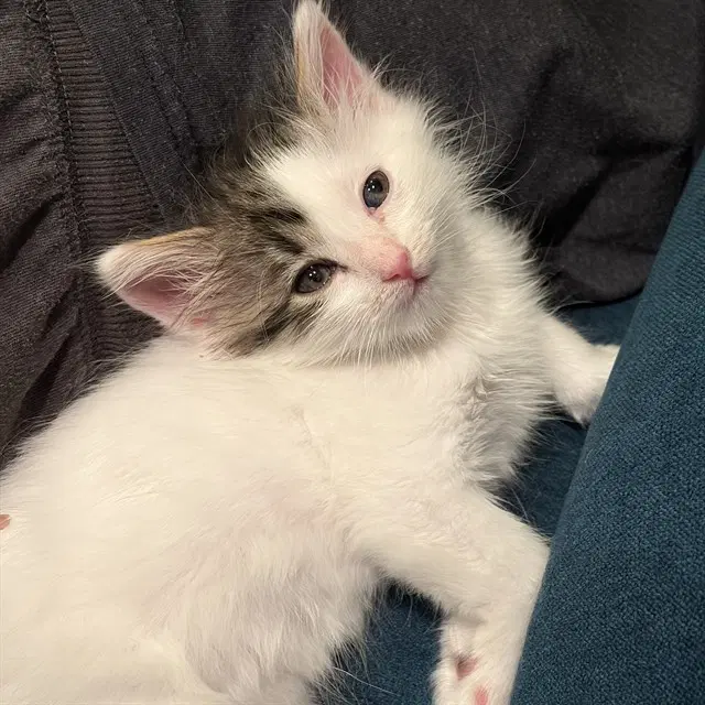 Danny Devito - Domestic Short Hair
