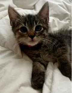 Pink - Domestic Short Hair