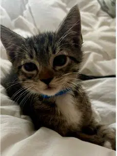 Cowboy - Domestic Short Hair