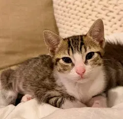 Pickles - Domestic Short Hair