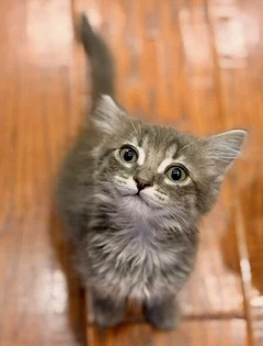 Nimbus