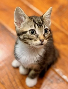 Boots, Domestic Short Hair (medium coat)