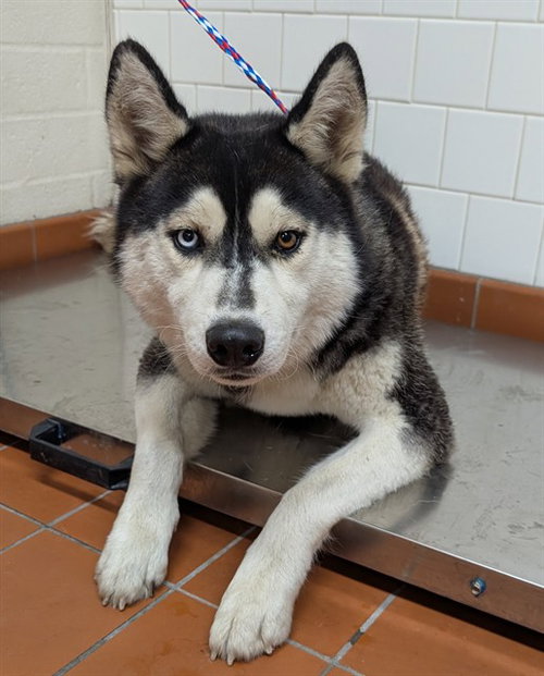 Shadow, Siberian Husky (medium coat)