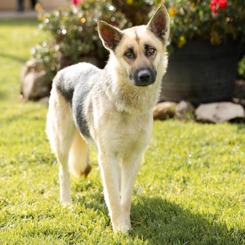 Ashley, German Shepherd Dog (medium coat)