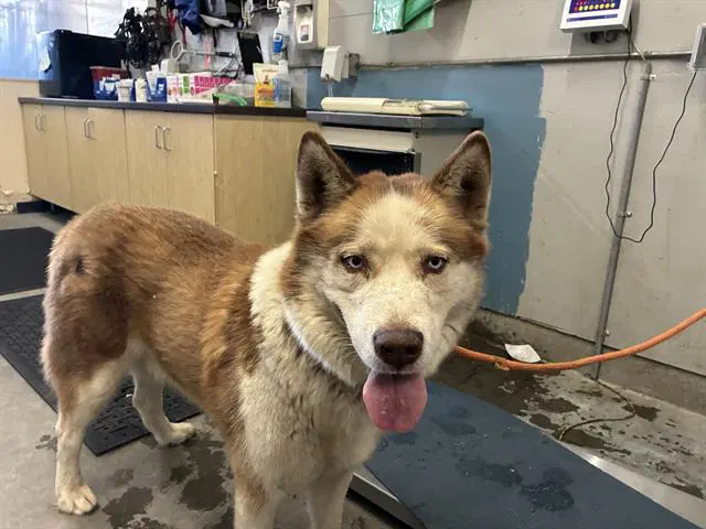 Unknown - Siberian Husky