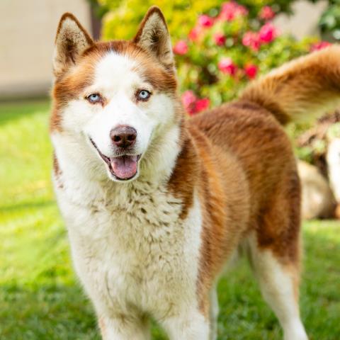Sweet Potato, Siberian Husky (medium coat)