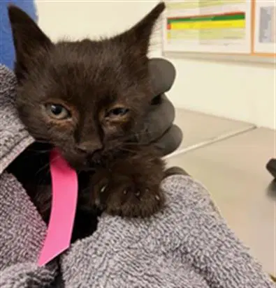 Unknown - Domestic Short Hair