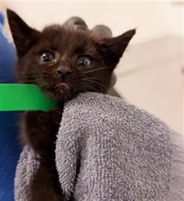 Unknown - Domestic Short Hair