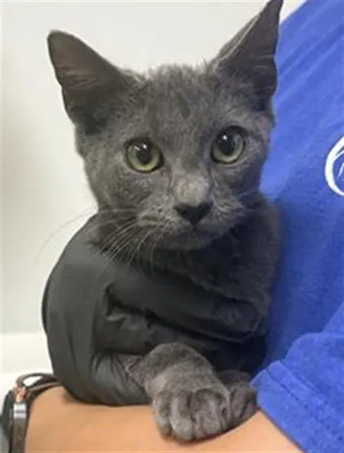 Unknown - Domestic Short Hair