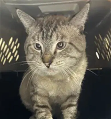Plug - Domestic Short Hair