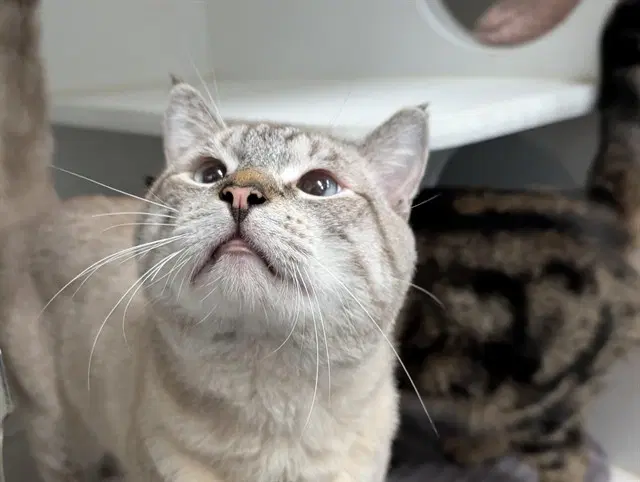 Plug - Domestic Short Hair