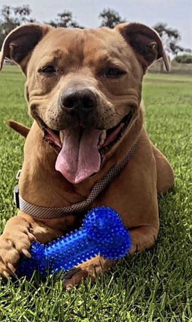 Brownie, Pit Bull Terrier / Mixed (medium coat)