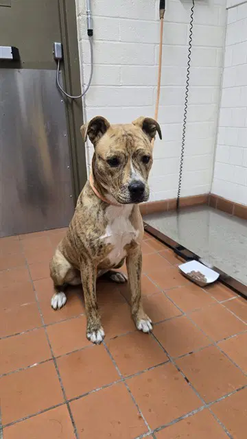 Potato - Pit Bull Terrier