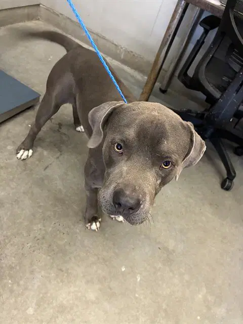 Unknown - Pit Bull Terrier