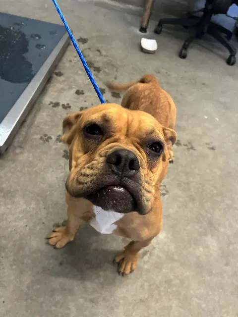 Unknown - Bulldog