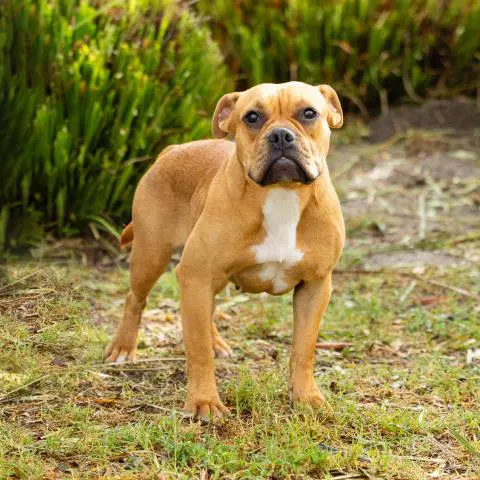 Unknown - Bulldog