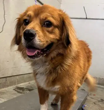 Unknown - Golden Retriever