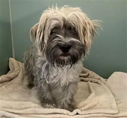 Unknown - Maltese